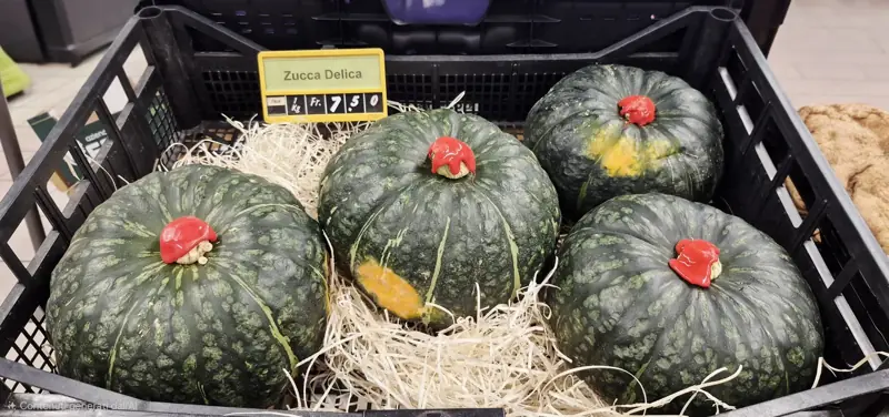 Zucca Delica con piccioli sigillati in cera rossa
